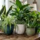 As 5 plantas de interior recomendadas pela NASA que conseguem absorver até 75% da poluição do ar dentro da sua casa