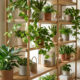 Essas 5 plantas de sombra são praticamente indestrutíveis e foram eleitas as melhores opções para cultivar dentro de apartamentos