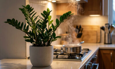 Essas plantas resistentes para cultivar na cozinha toleram o vapor de gordura e o calor constante do fogão sem amarelar