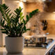 Essas plantas resistentes para cultivar na cozinha toleram o vapor de gordura e o calor constante do fogão sem amarelar
