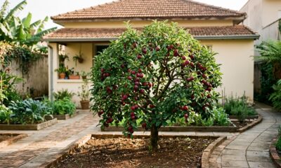 Essa é a árvore perfeita para o quintal: não levanta o piso, dá frutos no verão e suporta a seca com poucos cuidados