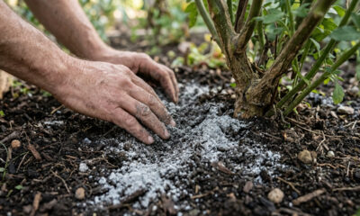 Misturar pó de granito cinza na terra: o repositor natural de sílica que enrijece o caule das plantas contra rajadas de vento forte