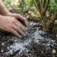 Misturar pó de granito cinza na terra: o repositor natural de sílica que enrijece o caule das plantas contra rajadas de vento forte