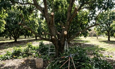 Morador poda a mangueira inteira em plena floração para controlar o tamanho e descobre por que a árvore passou o ano sem dar uma fruta