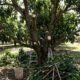 Morador poda a mangueira inteira em plena floração para controlar o tamanho e descobre por que a árvore passou o ano sem dar uma fruta