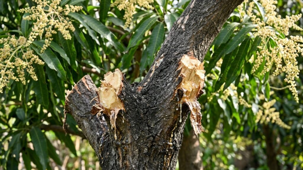 Morador poda a mangueira inteira em plena floração para controlar o tamanho e descobre por que a árvore passou o ano sem dar uma fruta