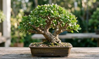 A técnica simples de poda de galhos para transformar uma muda comum dessa suculenta em um bonsai exuberante em poucas semanas no vaso