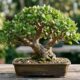 A técnica simples de poda de galhos para transformar uma muda comum dessa suculenta em um bonsai exuberante em poucas semanas no vaso