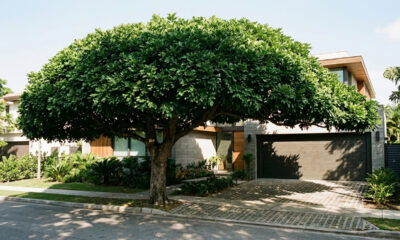O segredo da poda de saia no oiti: como conduzir a árvore para criar uma copa perfeita e sombra fresca para a garagem de casa