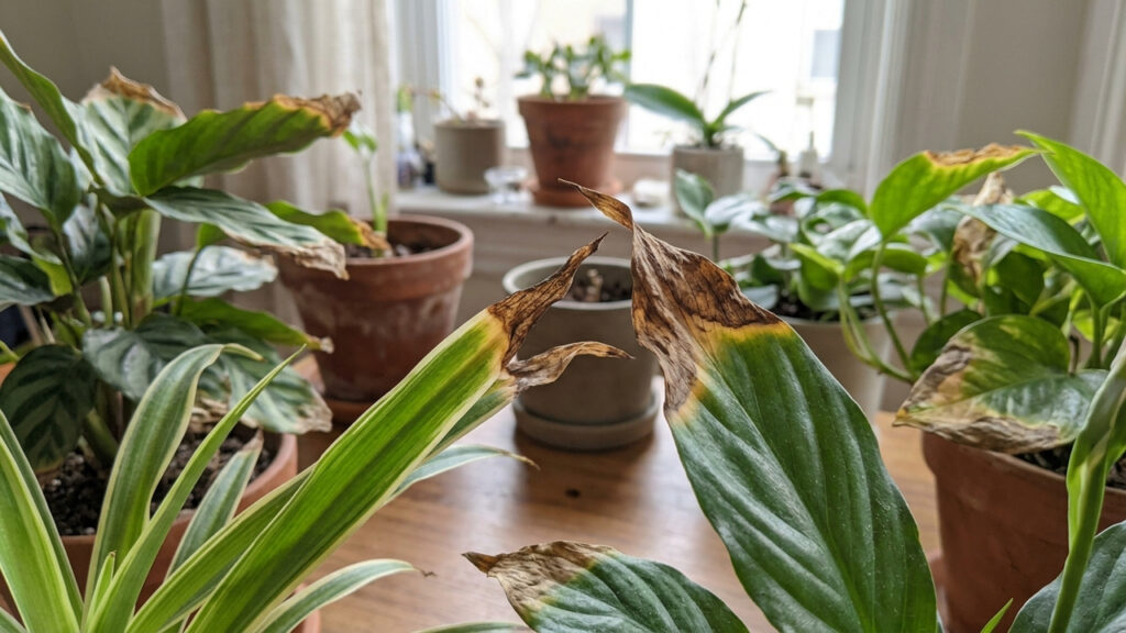 As pontas das folhas das suas plantas estão secas e queimadas? O verdadeiro culpado não é o sol forte da janela