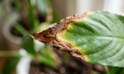As pontas das folhas das suas plantas estão secas e queimadas? O verdadeiro culpado não é o sol forte da janela