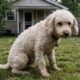 Cachorro que misteriosamente não conseguia andar surpreende a todos ao encontrar uma família e começa a correr novamente