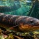 O animal que produz eletricidade dentro do próprio corpo esconde um sistema biológico surpreendente, desenvolvido para sobreviver, caçar e se defender em seu ambiente ​