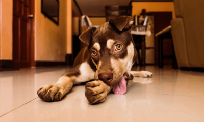 Seu cão não para de lamber as patas? Conheça 5 causas além da “mania”