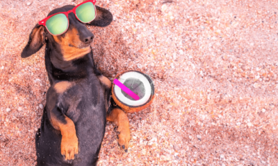 Água de coco, chá de camomila e mais: 5 bebidas seguras para oferecer aos pets nos dias quentes