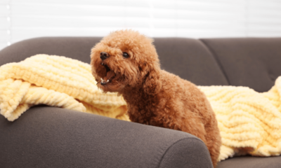 Seu cachorro é territorialista? Entenda as causas e veja como lidar com esse comportamento
