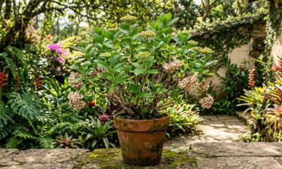Especialistas em plantas explicam: “Em outubro, o melhor pode ser deixar as hortênsias quietas, manter as flores secas e proteger as raízes antes do frio”
