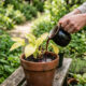A água de cozinha rica em ferro e minerais que você joga fora e serve para recuperar plantas fracas com folhas amareladas