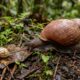 Em 1955, o Havaí introduziu um caracol predador para controlar uma espécie invasora, mas ele devastou caracóis nativos e, 69 anos depois, uma espécie extinta na natureza voltou ao habitat