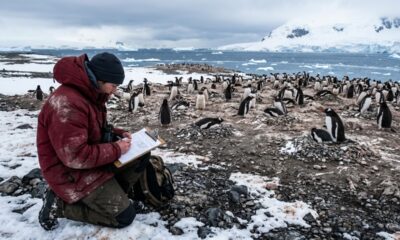Organização recruta pessoas para passar 5 meses contando pinguins na Antártida, com salário de até R$ 13,6 mil mensais, alimentação e hospedagem incluídas