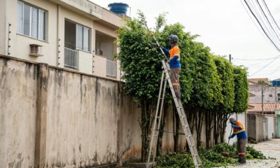Vizinho planta fileira de árvores altas para tapar a vista do apartamento ao lado por disputa de vaga, perde ação por abuso de direito e é obrigado a podar