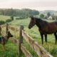 Provérbio alemão do dia: “Uma cerca dura 3 anos, um cachorro dura 3 cercas, um cavalo dura 3 cachorros e um homem dura 3 cavalos”; lições sobre como nosso tempo na Terra é limitado e por que a gratidão importa, extraídas de um antigo ditado