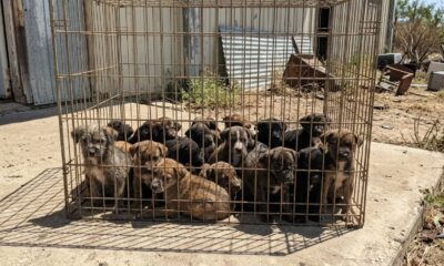 Mulher ouve choros desesperados atrás de um prédio e, ao seguir o som, encontra 16 bebês amontoados em uma gaiola