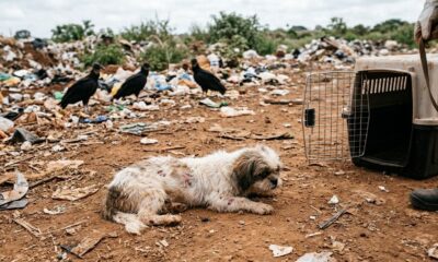 Cadela frágil e indefesa é encontrada cercada por abutres, mas uma reviravolta emocionante muda seu destino para sempre