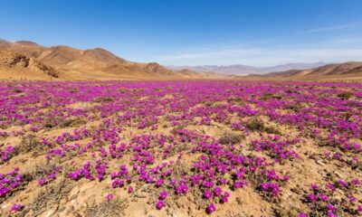 O deserto mais seco do mundo se transformou em um imenso jardim com mais de 200 espécies de flores após chuvas raras que fizeram sementes adormecidas por décadas voltarem à vida