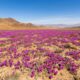 O deserto mais seco do mundo se transformou em um imenso jardim com mais de 200 espécies de flores após chuvas raras que fizeram sementes adormecidas por décadas voltarem à vida