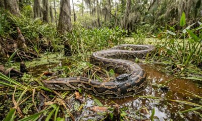 Uma píton gigante de 4,8 metros foi solta na natureza com com um dispositivo de rastreamento, cientistas esperam que seus movimentos revelem esconderijos de outras pítons que ameaçam a fauna local