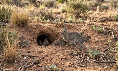 Em 1859, apenas 13 coelhos europeus foram soltos na Austrália e, mais de 160 anos depois, o país ainda enfrenta as consequências de uma das maiores crises ecológicas de sua história