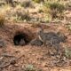 Em 1859, apenas 13 coelhos europeus foram soltos na Austrália e, mais de 160 anos depois, o país ainda enfrenta as consequências de uma das maiores crises ecológicas de sua história
