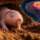 O animal que sobrevive à falta de oxigênio por períodos extraordinários e as adaptações que permitem a determinadas espécies enfrentar ambientes extremos