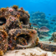 Em 1978, pneus cheios de concreto foram jogados no fundo do mar e, quatro décadas depois, mergulhadores encontraram ali um recife cheio de peixes e lagostas