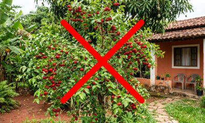 Adeus, pitanga: a uvaia, fruta nativa amarela e azedinha que cresce rápido no quintal e está sumindo das feiras