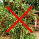 Adeus, pitanga: a uvaia, fruta nativa amarela e azedinha que cresce rápido no quintal e está sumindo das feiras