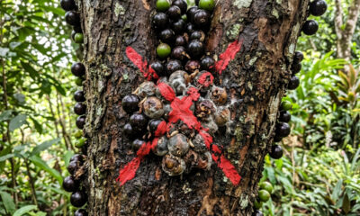 Adeus, jabuticaba: essa fruta de casca verde-clara e polpa translúcida é uma raridade de sabor extremamente doce perfeita para vasos