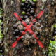 Adeus, jabuticaba: essa fruta de casca verde-clara e polpa translúcida é uma raridade de sabor extremamente doce perfeita para vasos