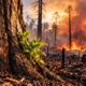 Por que algumas árvores sobrevivem a incêndios florestais que destroem a vegetação ao redor e quais características protegem seus troncos
