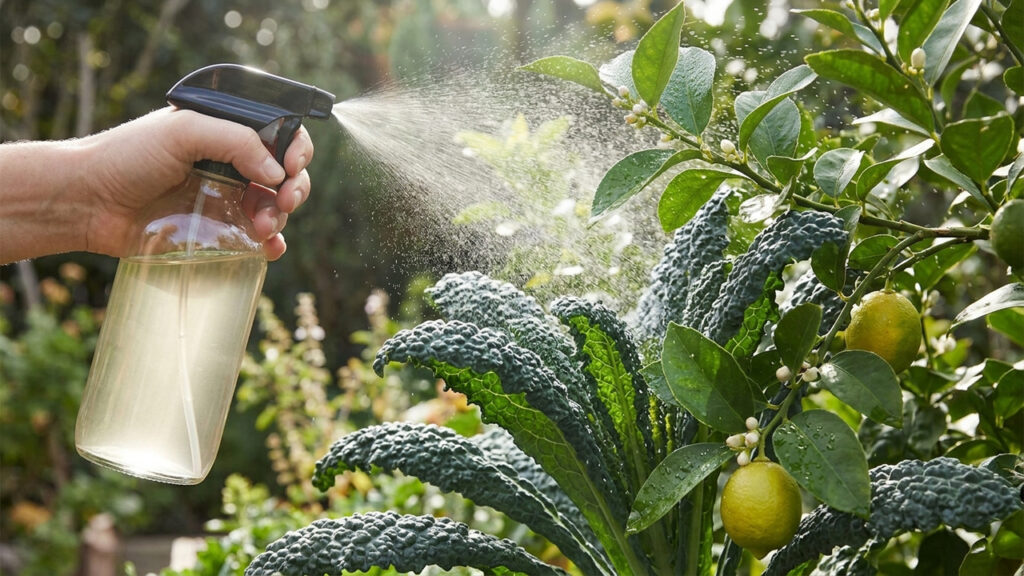 Borrifar essa calda caseira aromática na couve e no limoeiro: o truque simples de horta que faz as lagartas abandonarem as folhas em horas