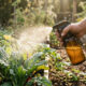 Borrifar essa calda caseira aromática na couve e no limoeiro: o truque simples de horta que faz as lagartas abandonarem as folhas em horas