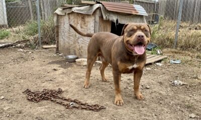 Cão gigante vive preso a uma corrente pesada, mas surpreende os socorristas com uma reação emocionante quando finalmente é libertado