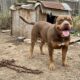 Cão gigante vive preso a uma corrente pesada, mas surpreende os socorristas com uma reação emocionante quando finalmente é libertado