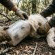 Cachorro passa 7 dias preso em um pote de plástico e mobiliza resgate com drone após uma semana de sofrimento