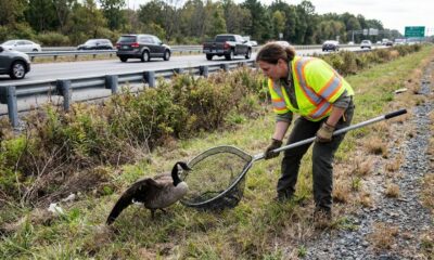 Mulher enfrenta trânsito de 105 km/h para salvar ganso ferido na estrada e surpreende ao dar uma segunda chance ao animal