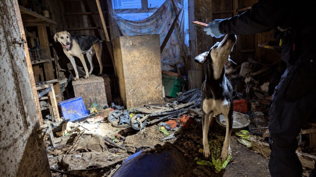 Cão passou a vida inteira preso na escuridão, sem conhecer a luz do sol, mas tudo mudou quando foi resgatado e descobriu pela primeira vez como é viver sem medo