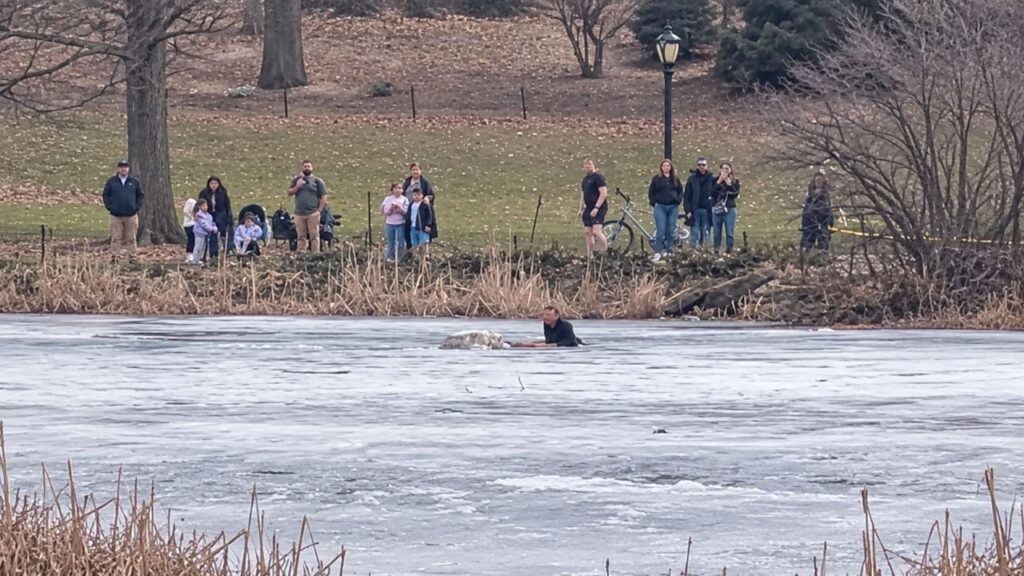 Homem pula em lago congelado no Central Park para salvar cachorro que estava se afogando, e cena impressionante é registrada por câmeras