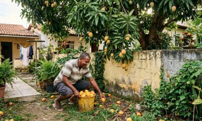 Morador colhe as mangas da árvore do vizinho que caíram no seu quintal, dono exige de volta e o Código Civil decide que a fruta caída pertence a quem é dono do terreno