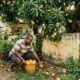 Morador colhe as mangas da árvore do vizinho que caíram no seu quintal, dono exige de volta e o Código Civil decide que a fruta caída pertence a quem é dono do terreno